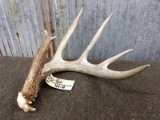 Nice 5 Point Typical Whitetail Shed With Sticker Good Color