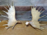 Moose Cut Off Antlers About 48