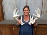 Whitetail Sheds Right 70