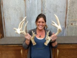 6x6 Whitetail Sheds Good Color Scores In Pictures