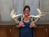 5x5 Whitetail Sheds With Palmated Brows Good Color Right 88