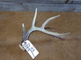4 Point Typical Whitetail Shed