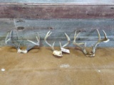 3 Whitetail Racks On Skull Plate 2 Have Vintage Michigan Deer Tags