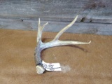 Nice 4 Point Whitetail Shed With Forked G2 Great Color