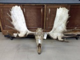 BIG Moose Rack On Skull About 58