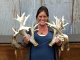Big Whitetail Sheds With Double Drop Tines Lots Of Character