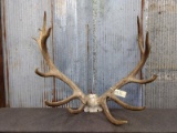 Big Elk Rack On Skull Plate 6x8 With Heavy Mass Throughout About 50