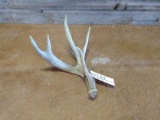 Non Typical Whitetail Shed With Double Row Tines