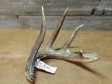 Nice 5 Point Whitetail Shed Around 78