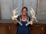 Heavy Palmated Whitetail Sheds With Good Mass All The Way Right 96