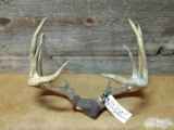 5x5 Whitetail Rack On Skull Plate Tall Tines