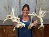 Big Gnarly Whitetail Sheds With Drop Tines Stickers & Lots Of Extras
