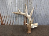 Double Row Tine Whitetail Shed Bladed Brow Good Color