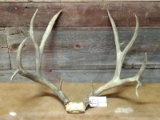 5x5 Mule Deer Rack On Skull Plate Drooping Main Beams 25