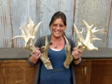 Thick Heavy Mass Whitetail Sheds Right 103 Left 104