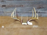 Typical 5 X5 Whitetail Rack On Skull Plate