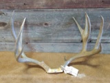 6x5 Mule Deer Rack On Skull Plate