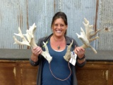 Thick Heavy 200 Class Whitetail Sheds