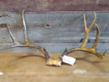 6x4 Mule Deer Rack On Skull Plate 29