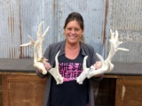 Set Of Whitetail Sheds Right 80