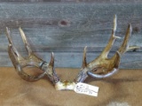 5x5 Whitetail Rack On Skull Plate With Extras Was Coated