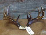 Vintage 5x5 Whitetail Rack On Skull Plate With Extras