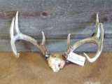 4x5 Whitetail Rack On Skull Plate With 1946 Michigan Deer Tag