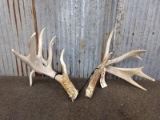5x5 Whitetail Sheds With Drop Tine & Flyer Right 92