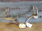 4x4 Whitetail Rack On Skull Plate With 1937 Michigan Deer Tag