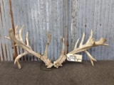 Set Of Whitetail Sheds With Double Row Tines Right 93