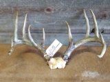 4x5 Whitetail Rack On Skull Plate With 1945 Michigan Deer Tag