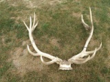 6x7 Elk Rack On Skull Plate 48