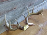 6x5 Whitetail Rack On Skull Plate With Funky Main Beam Ends
