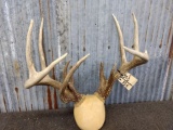 Cool Wild Whitetail Rack With Extra Main Beam & Cluster Brow Tines