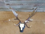 Mounted Fallow Deer Sheds On Repro Skull Plate