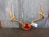 Main Frame 5x5 Whitetail Rack On Plaque Great Beading With Stickers