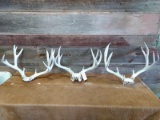 3 Big Weathered Mule Deer Racks