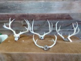 4 Weathered Mule Deer Rack Great Flower Bed Decor !!