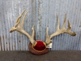 Main Frame 5x5 Whitetail Rack On Plaque Webbed Brow Tine