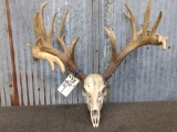 240 Class Whitetail Rack On Skull Color Added
