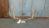 5x5 Mule Deer Rack In Skull Plate With Flyers 26