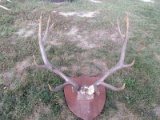 6x6 Elk Rack On Skull Plate With Plaque 39