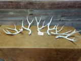 6 Weathered Mule Deer Sheds