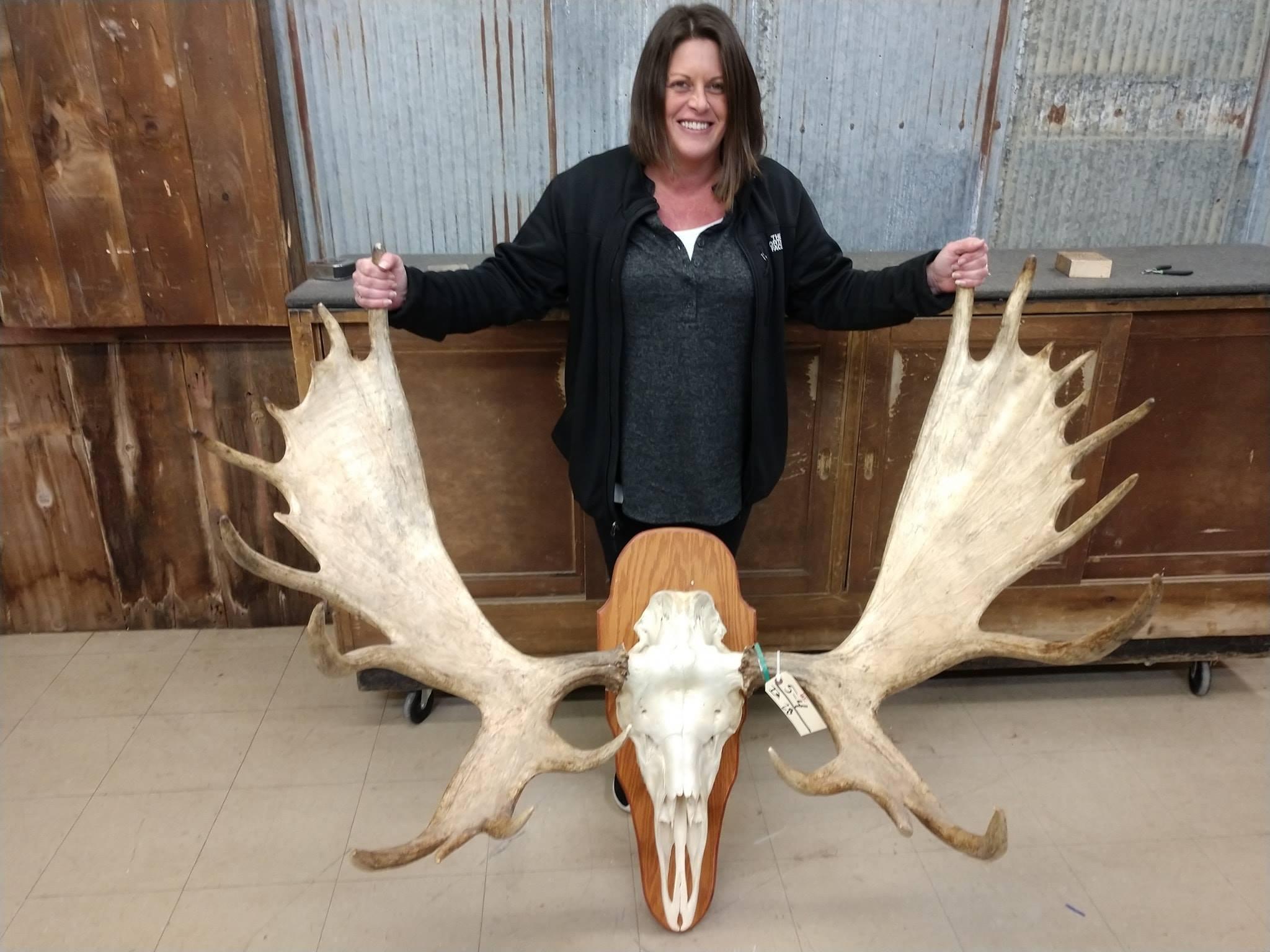 Moose Big Rack