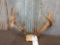 Main Fram 4 x5 Whitetail Rack On Skull Plate