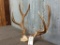 5x5 Mule Deer Rack On Skull Plate Drooping Main Beam