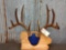 6x5 Whitetail Rack On Plaque Color Added