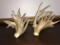 HEAVY Mass Whitetail Sheds Crazy Palmated Brow Tines