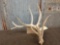Big 9 Point Whitetail Shed