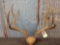 6x6 Mule Deer Rack
